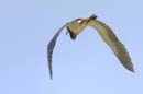 Aigrette_Tricolore_Guyane_fr_Estuaire_Riviere_de_Kaw_Octobre_Novembre2005_OC59247