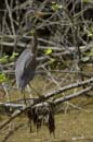 Aigrette_Tricolore_Guyane_fr_Estuaire_Riviere_de_Kaw_Octobre_Novembre2005_OC59280