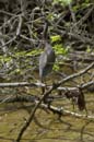 Aigrette_Tricolore_Guyane_fr_Estuaire_Riviere_de_Kaw_Octobre_Novembre2005_OC59286
