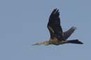 Anhinga_d_amerique_Guyane_fr_Riviere_de_Kaw_Novembre2005_OC52825