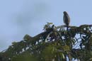 Autour_a_ventre_gris_Guyane_fr_Riviere_de_Kaw_Octobre_Novembre2005_OC59728