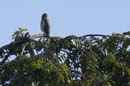 Autour_a_ventre_gris_Guyane_fr_Riviere_de_Kaw_Octobre_Novembre2005_OC59730