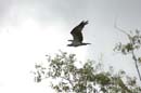 Balbuzard_Pecheur_Guyane_fr_Estuaire_Riviere_de_Kaw_Octobre_Novembre2005_OC59313