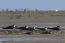Bec_en_ciseau_noir_Guyane_fr_Estuaire_Riviere_de_Kaw_Octobre_2005_OC52646