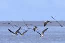 Bec_en_ciseau_noir_Guyane_fr_Estuaire_Riviere_de_Kaw_Octobre_2005_OC58053