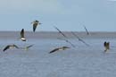 Bec_en_ciseau_noir_Guyane_fr_Estuaire_Riviere_de_Kaw_Octobre_2005_OC58054