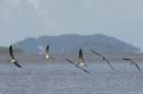 Bec_en_ciseau_noir_Guyane_fr_Estuaire_Riviere_de_Kaw_Octobre_2005_OC58056