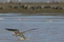 Bec_en_ciseau_noir_Guyane_fr_Estuaire_Riviere_de_Kaw_Octobre_2005_OC58089