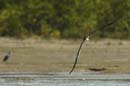 Bec_en_ciseau_noir_Guyane_fr_Estuaire_Riviere_de_Kaw_Octobre_2005_OC58190