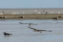Bec_en_ciseau_noir_Guyane_fr_Estuaire_Riviere_de_Kaw_Octobre_2005_OC58197