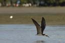 Bec_en_ciseau_noir_Guyane_fr_Estuaire_Riviere_de_Kaw_Octobre_2005_OC58200