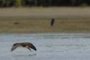 Bec_en_ciseau_noir_Guyane_fr_Estuaire_Riviere_de_Kaw_Octobre_2005_OC58201