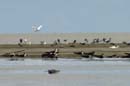 Bec_en_ciseau_noir_Guyane_fr_Estuaire_Riviere_de_Kaw_Octobre_2005_OC58203